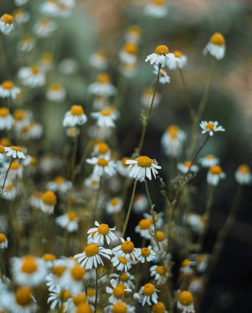 Spanish Needle/ Chamomile